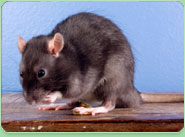 rat control Gravesend